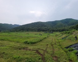 군부대 예초작업