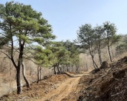 장송(큰소나무)