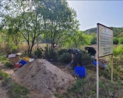 분재형 소나무 이식작업